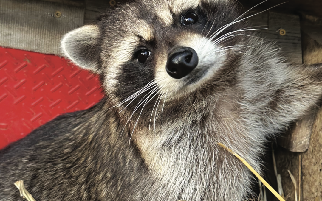 The Fall 2024 Paw Print Newsletter